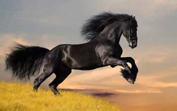 Black Horse Wallpaper for 1280x800 desktop pic