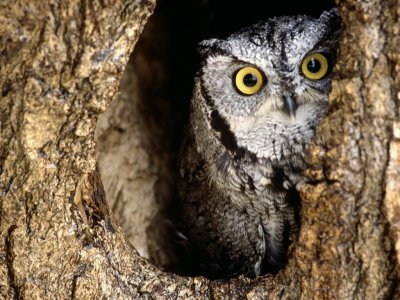 Peeking owl for 1024x768 xp wallpaper