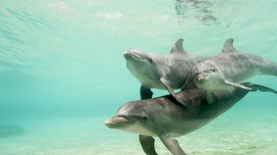 Dolphins Underwater for 1366x768 wallpaper