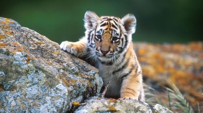 Tiger Cub 1366x768 Wallpaper