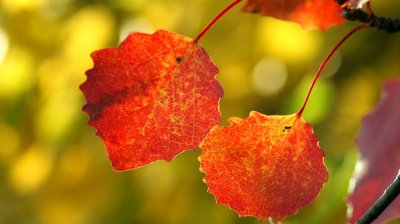 Red Autumn leaves 1366x768 desktop wallpaper