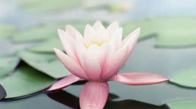 Pink Lotus 1366x768 wallpapers free download